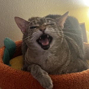 Fundraising Page: Sarah Rodriguez